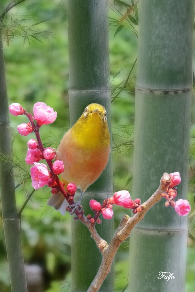 こんにちは。。メジロ君。