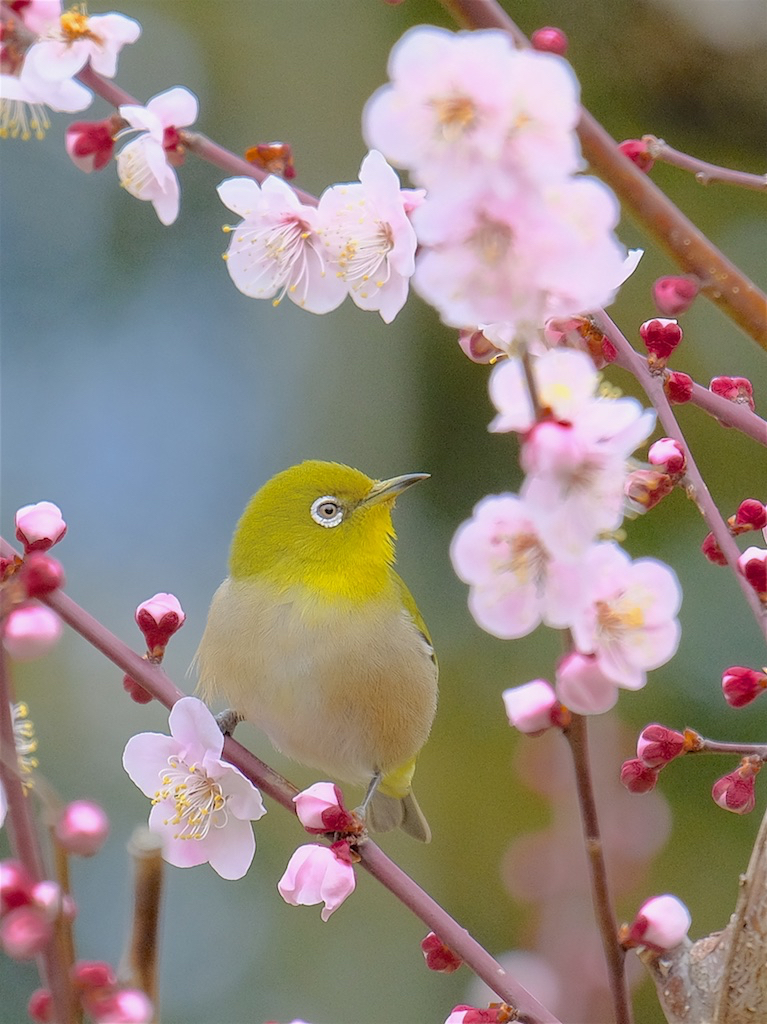 いただきます。。