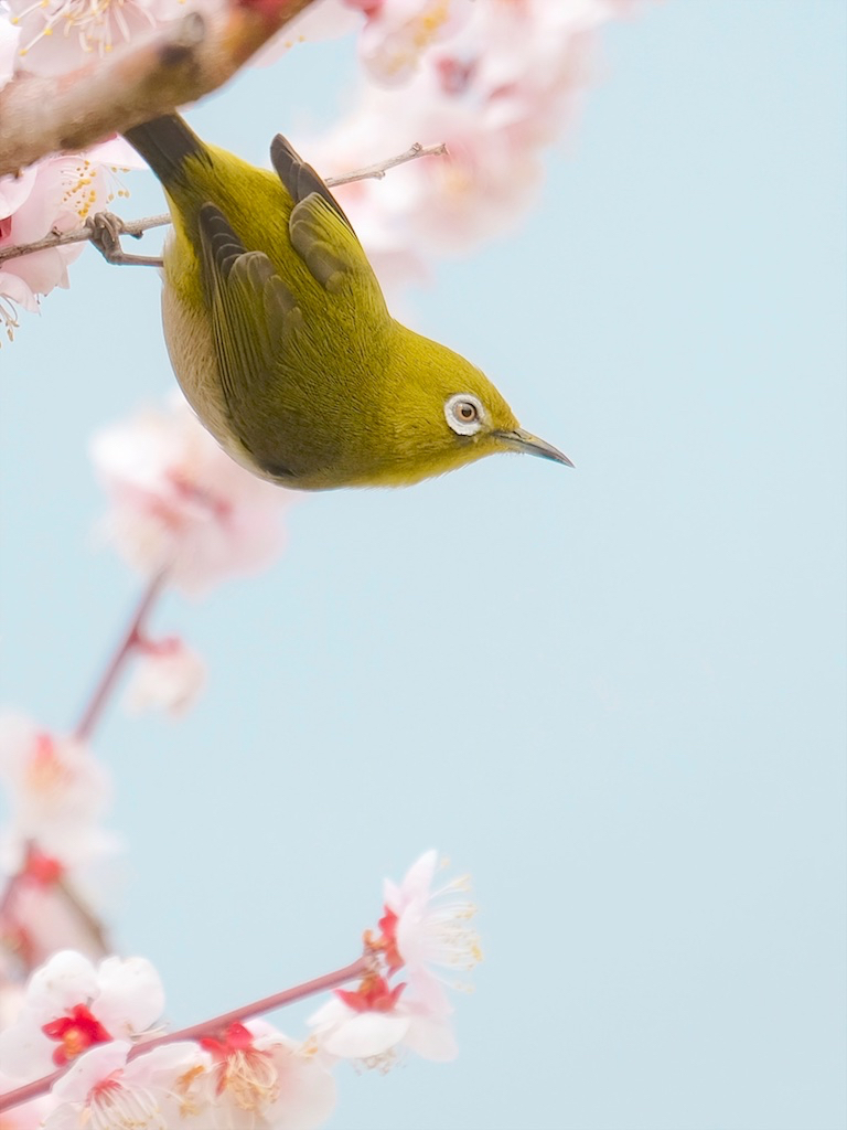 春風