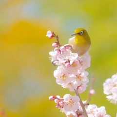 春の風に吹かれて