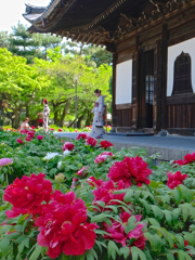 紅い牡丹の咲く寺で。。