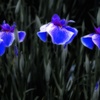 夜の花菖蒲