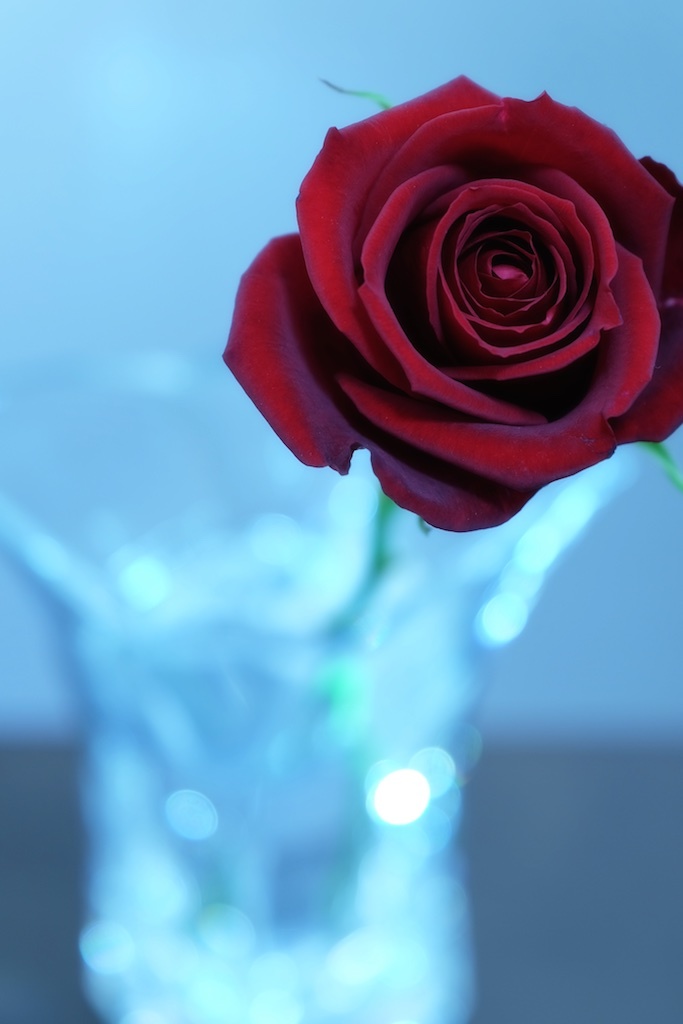 薔薇を一輪どうぞ。。