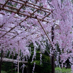枝垂れ桜につつまれて