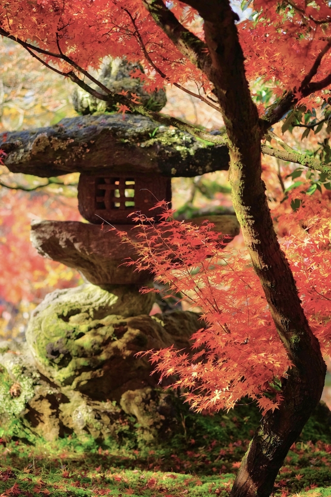苔むす秋