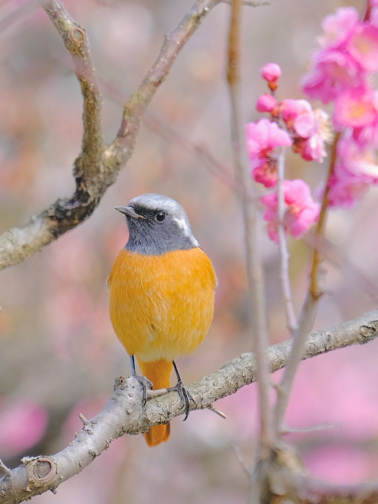 待ち遠しい春