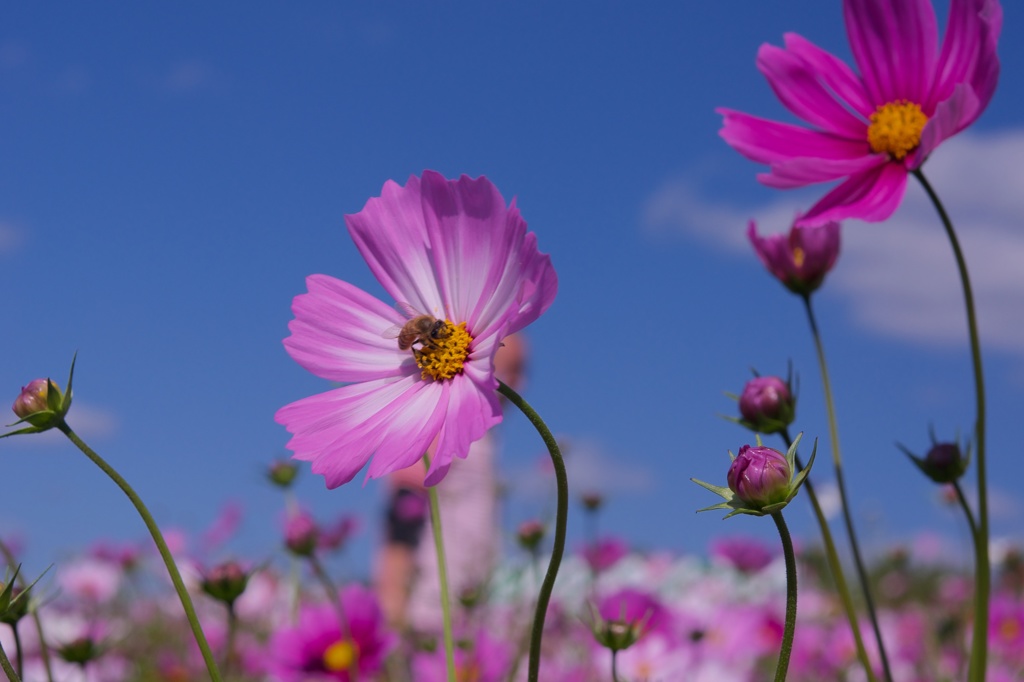 風強し　〜秋桜