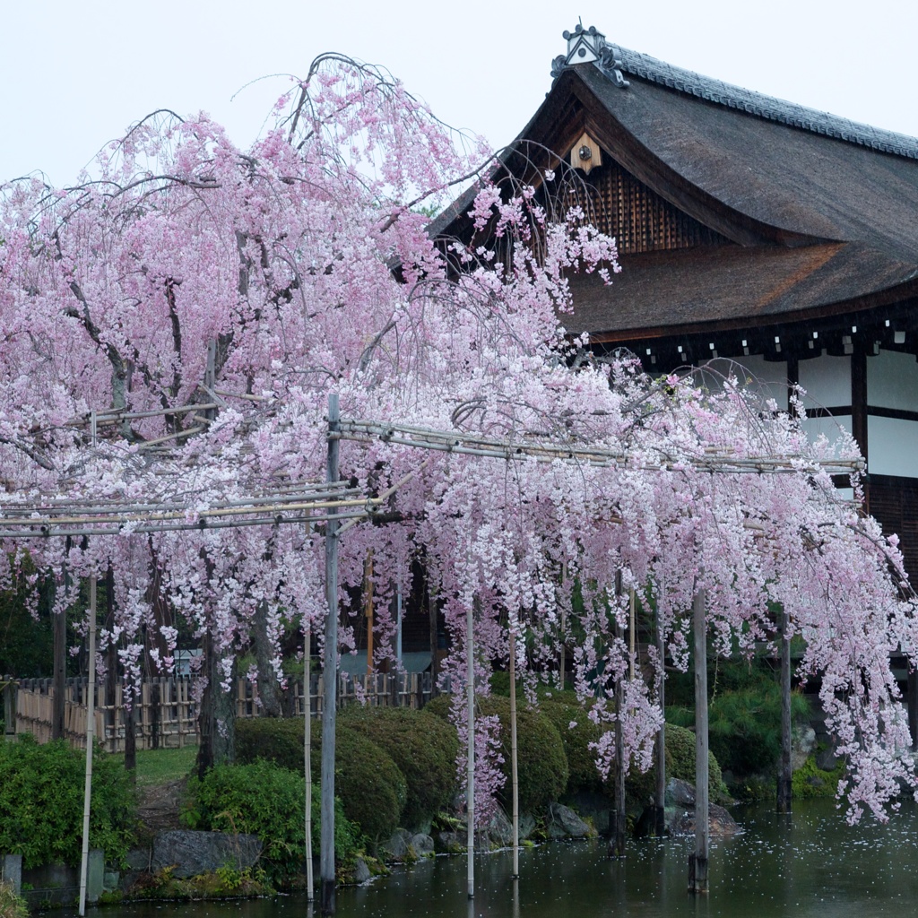 二色の枝垂桜