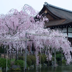 二色の枝垂桜