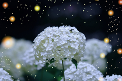 星降る夜には