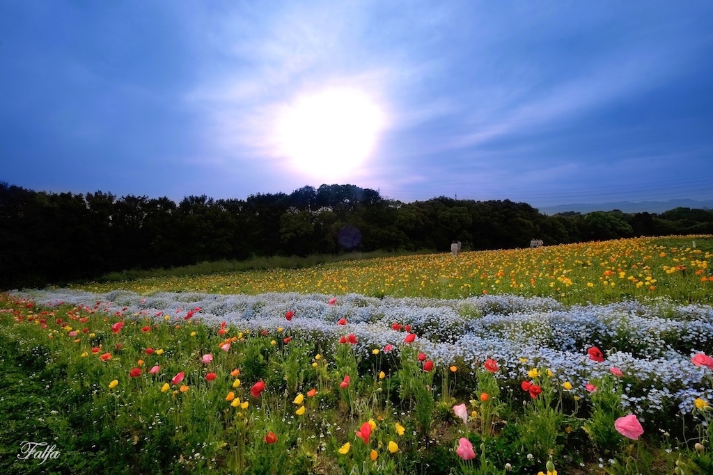 夕暮れの花の丘