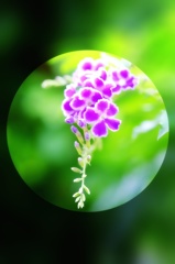 名月や／花を肴に／お酒かな