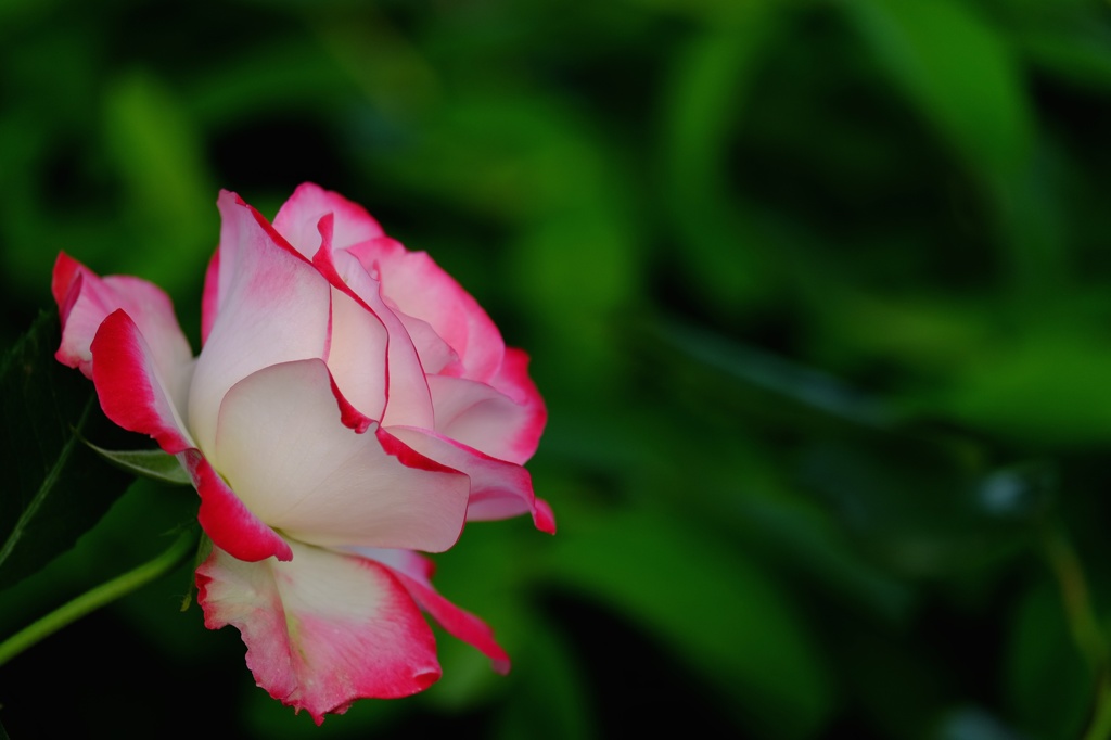 薔薇の魔法にご用心