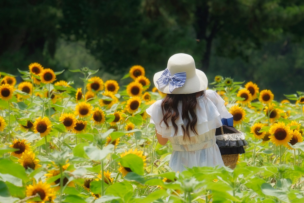 ハロー、 私の夏。。