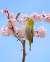 メジロと梅の花