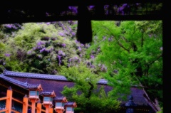 御簾より山藤を望む　〜春日大社
