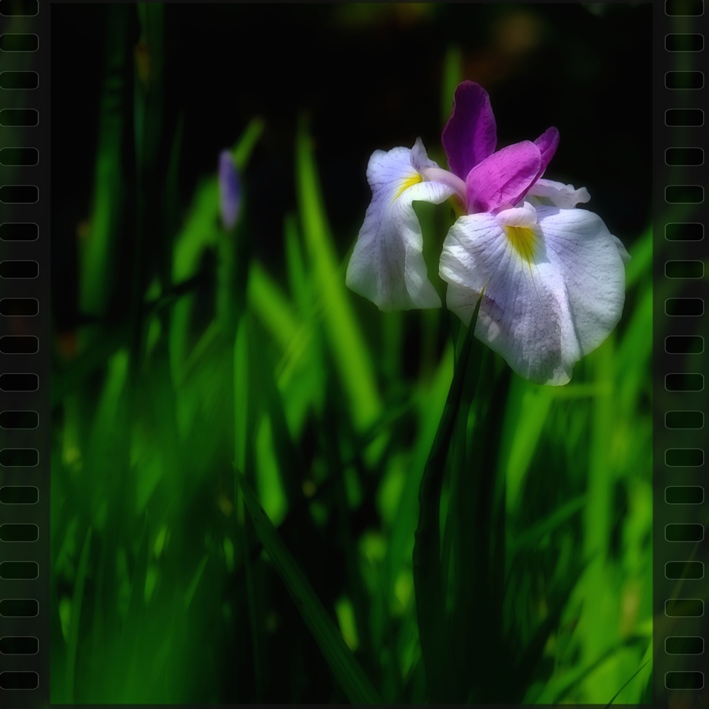 我が幻影の花菖蒲