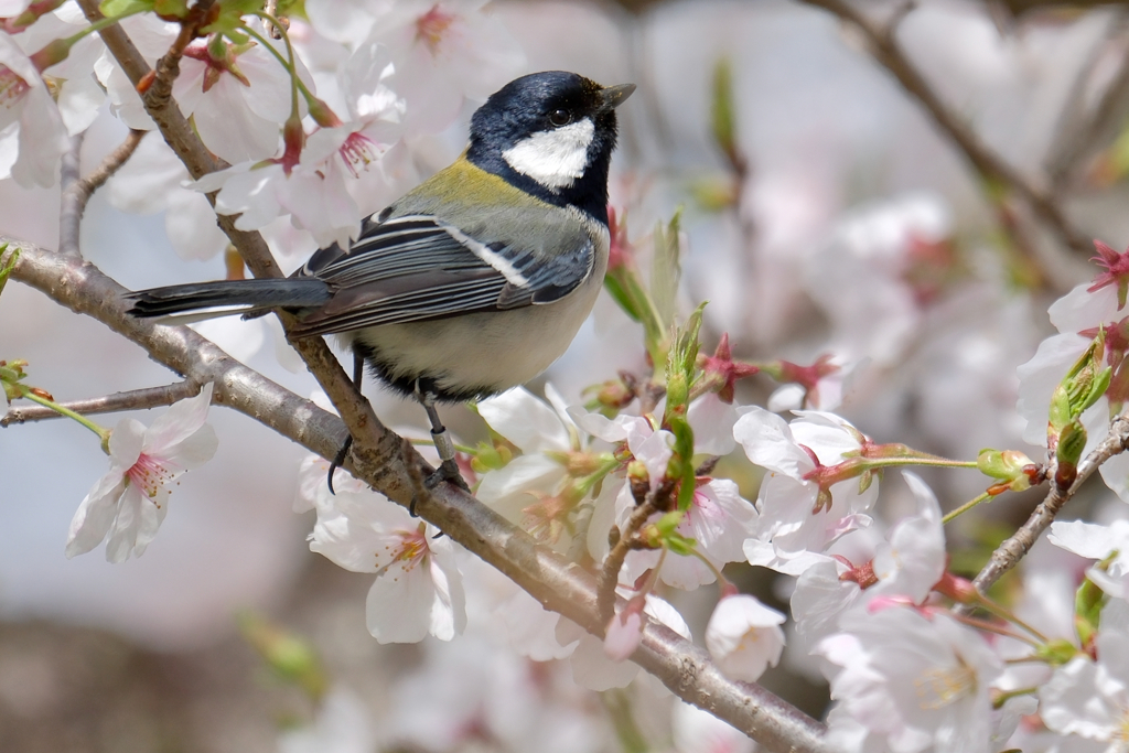 桜の季節