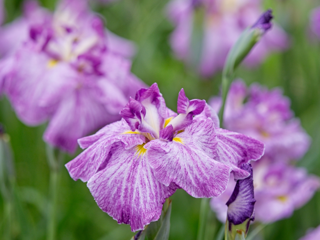 紫色の花菖蒲