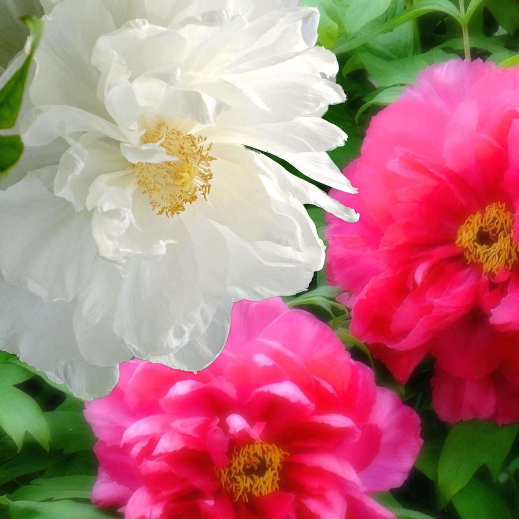 牡丹の花　