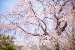 枝垂れの春