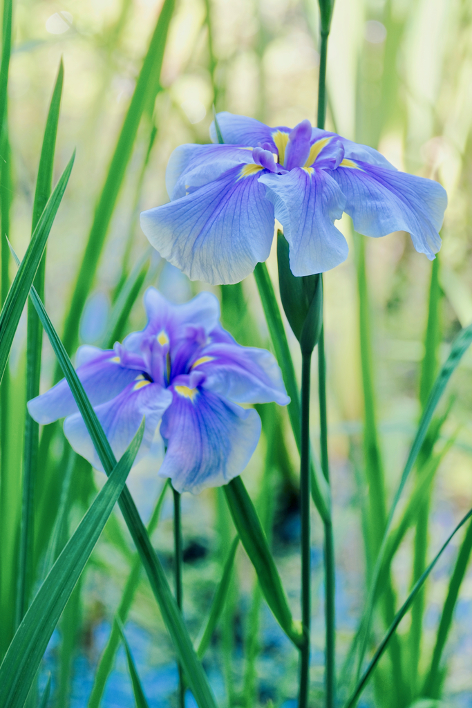 花菖蒲の季節