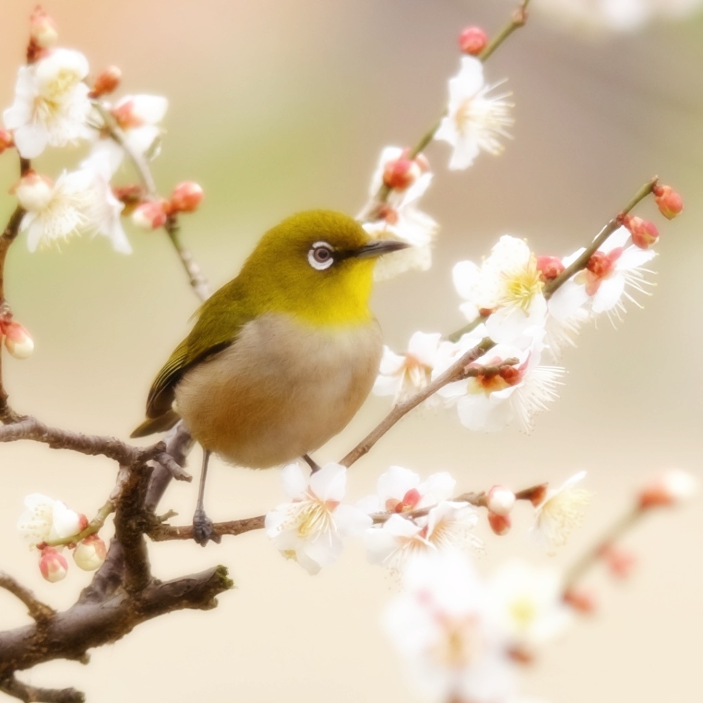 春を呼ぶ鳥