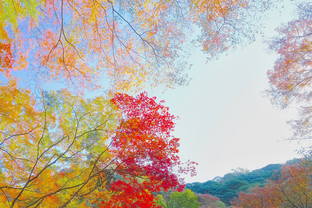 Colors