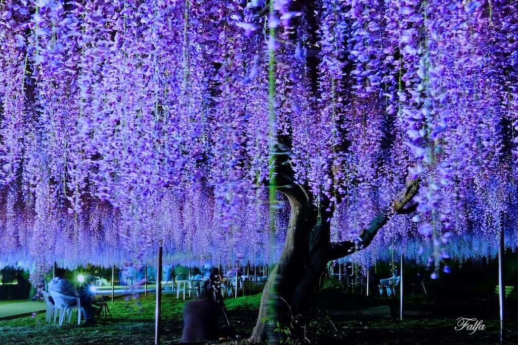 夜の藤の花