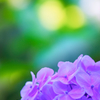 紫陽花の季節
