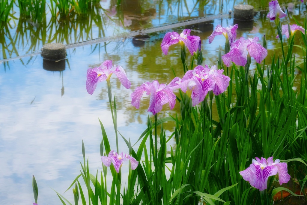 水辺の花景色