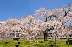 醍醐深雪 桜