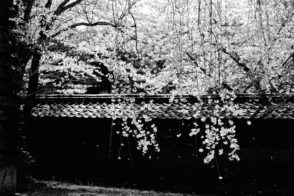 枝垂れ桜のある風景