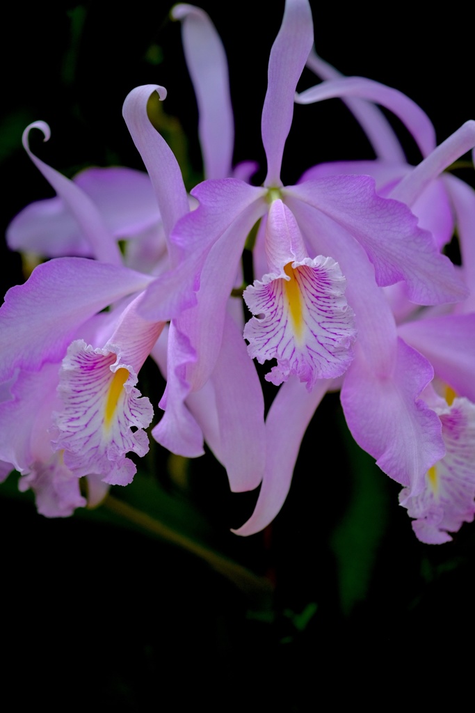 薄紫の花 
