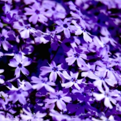 古（いにしえ）の記憶　〜芝桜