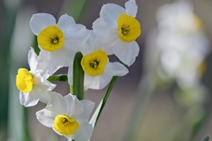 水仙、春の訪れ。