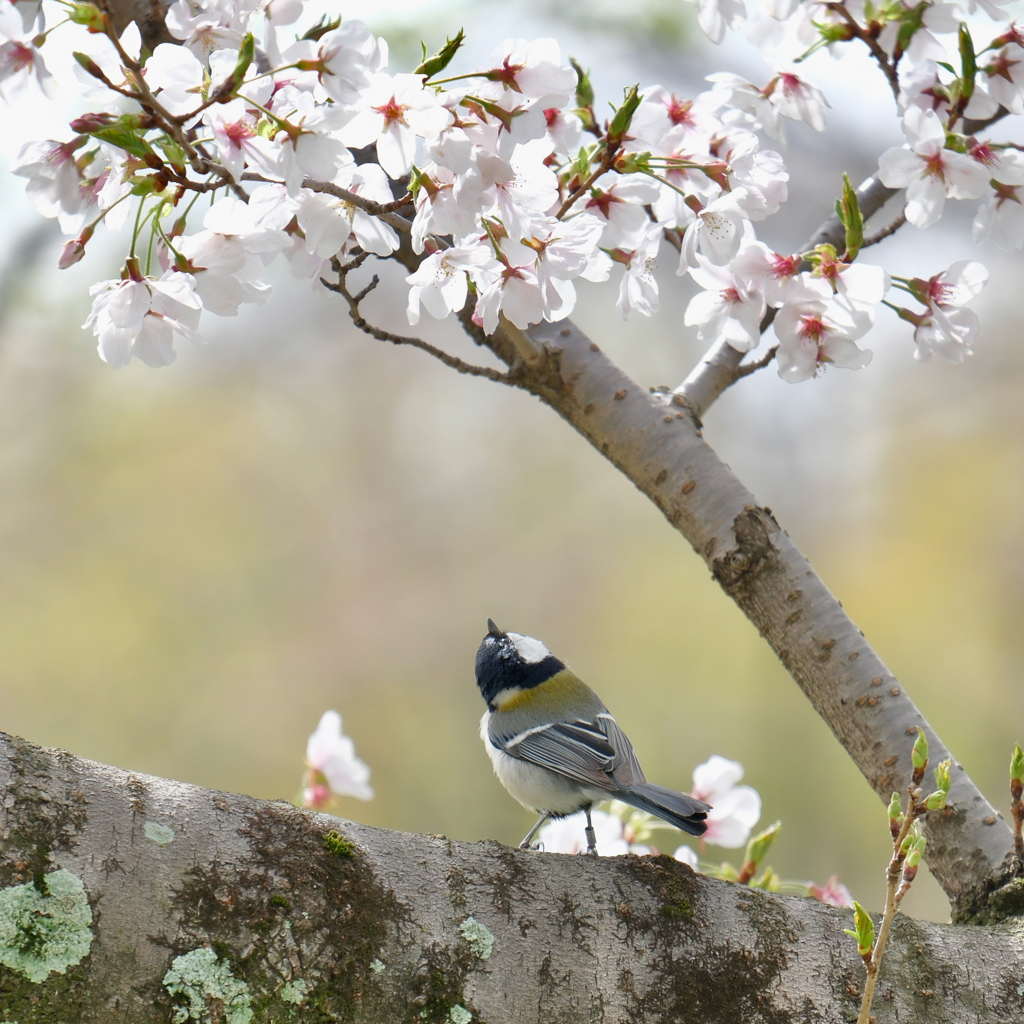 シジュウカラの春