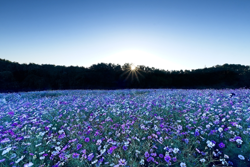 夕暮れの秋桜