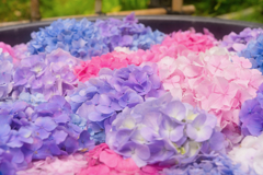 紫陽花の季節