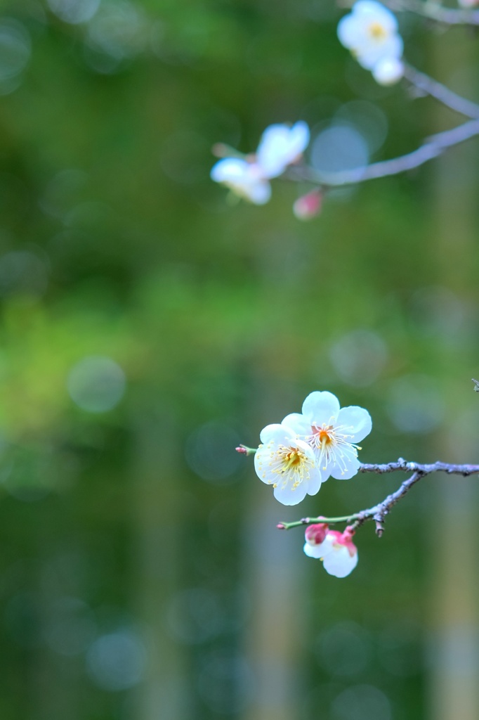 白梅に聞け