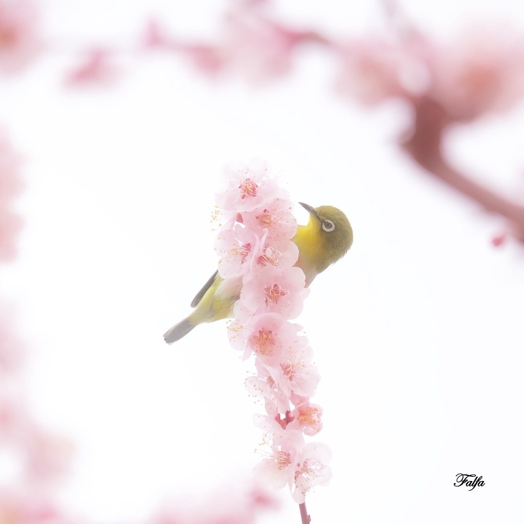 まどろみ。。