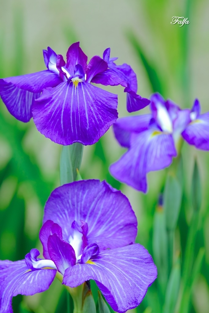 紫の花菖蒲