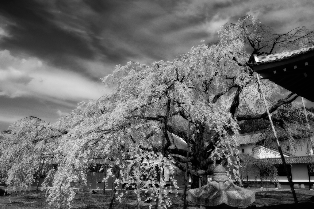 醍醐寺の銘木