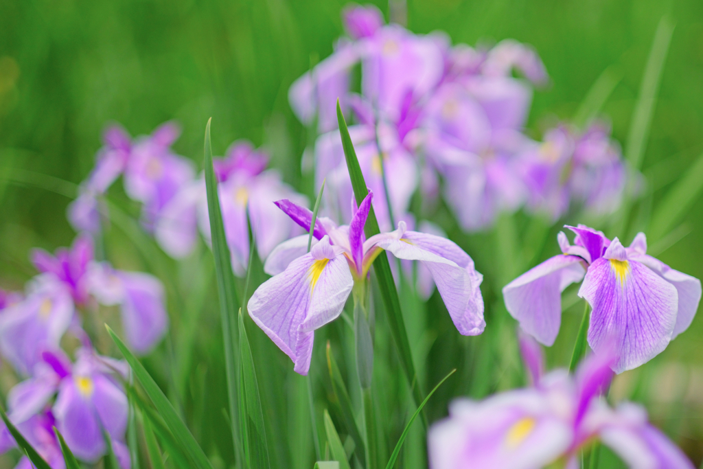 紫の花菖蒲