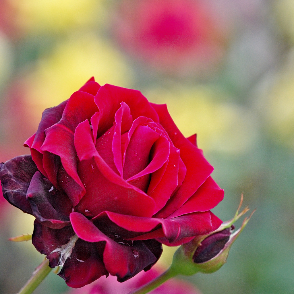 紅薔薇の香り