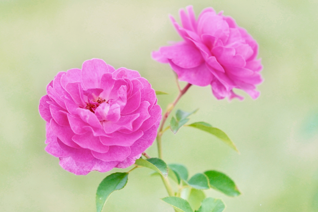 ピンクの薔薇