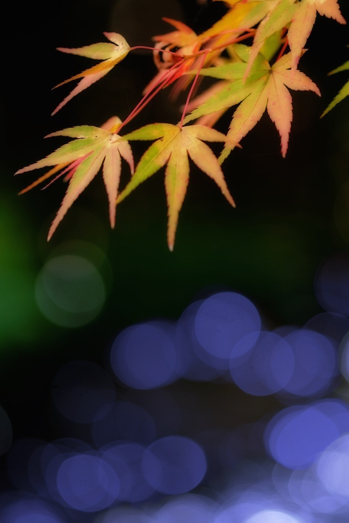 せせらぎにも秋の香り