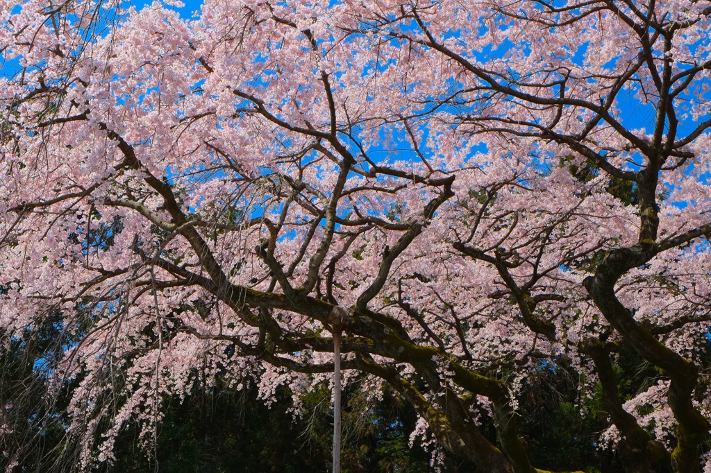 太閤しだれ桜