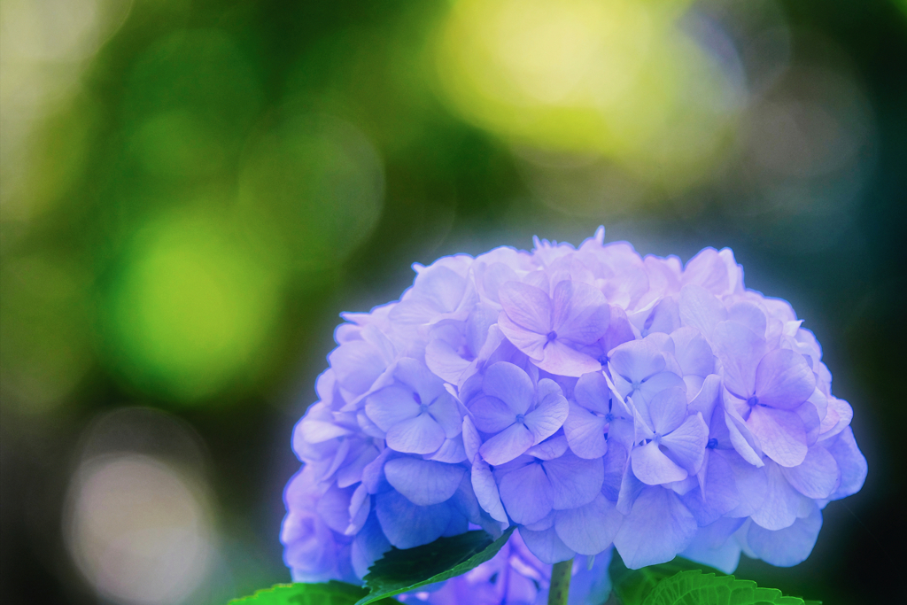 紫陽花の咲く頃。。
