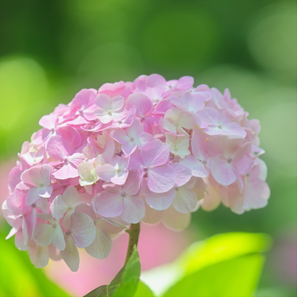 ピンクの紫陽花